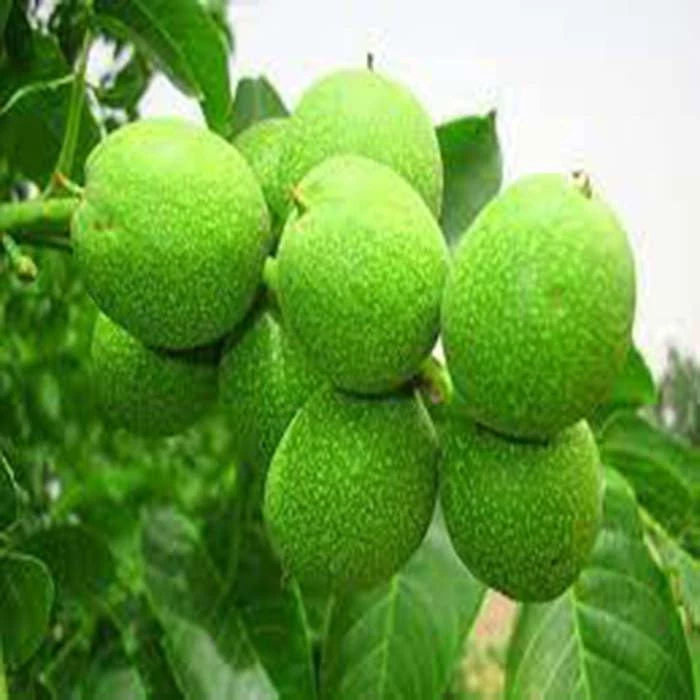 دانلود طرح توجیهی آماده کشاورزی کشت و زرع